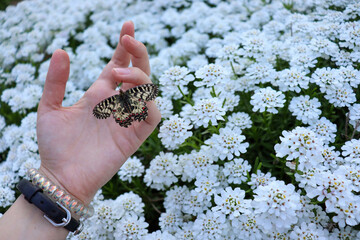 Zerynthia polyxena butterfly on a human hand. Animal of the Red Book of Europe. Swallowtail butterfly.