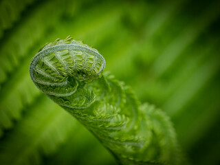 green fern leaves in the forest