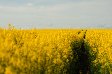 The agricultural field is sown with rapeseed. Yellow field and blue sky