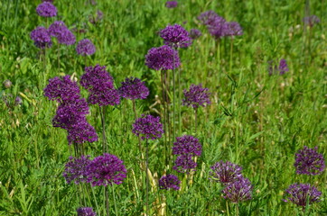 Obraz premium blooming onion on the field, purple onion on a green background