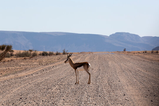 Cr&iacute;a de gacela en carretera de tierra en Namibia.