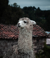llama en Ayacucho © Manuel