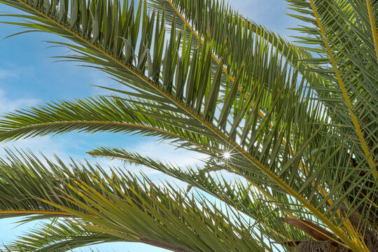 Green Tropical Palm Leaf With Sunlight Background. Close-up view.Palm leaves texture. Green background.