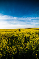 Fototapeta premium The agricultural field is sown with rapeseed. Yellow field and blue sky