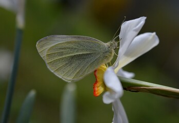 white butterfly on white daffodil flower