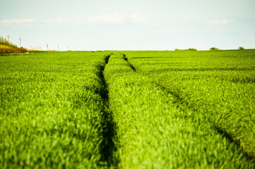 Agricultural green field with rye, wheat, cereals. Sunny day
