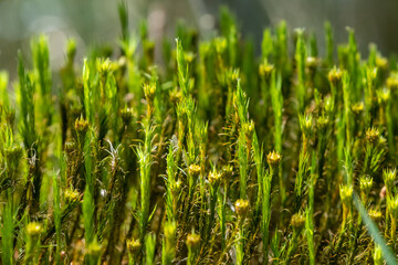 Bright green soft moss macro