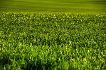 Green agriculture field with young rye. 