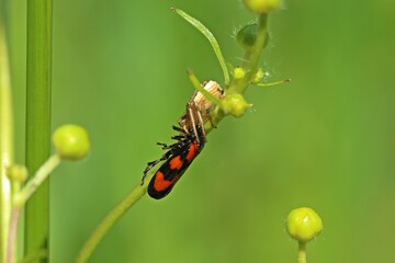 Braune Krabbenspinne (Xysticus cristatus) mit erbeuteter Gemeiner Blutzikade (Cercopis vulnerata)