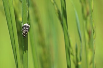 Männlicher Stolperkäfer (Valgus hemipterus)