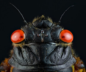 Macro of head of adult periodic (17-year) cicada (Magicicada sp.). This adult emerged in 2021 as part of Brood X (10).