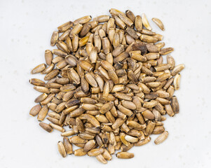 pile of whole milk thistle seeds close up on gray