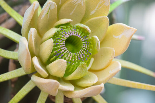 big white succulent flower macro