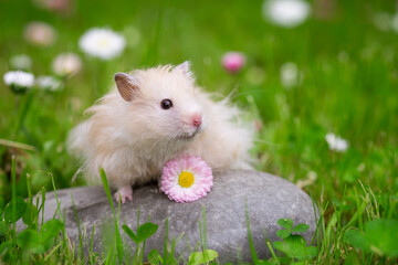 Cute hamster (Syrian hamster) on a rock.