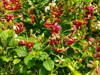 Combretum indicum, also known as the Rangoon creeper or Chinese honeysuckle, is a vine with red...