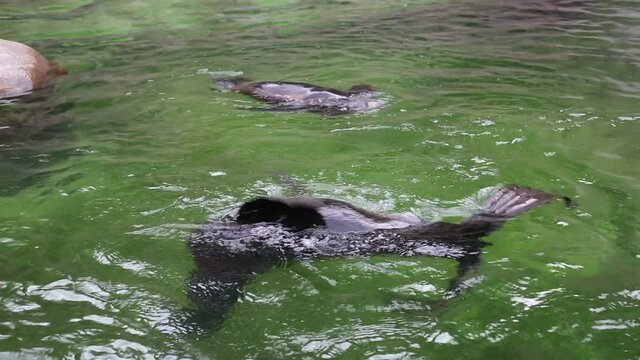 The Northern fur seal (Latin: Callorhinus ursinus) swims and somersaults elegantly in the water. Wildlife fauna marine animals.