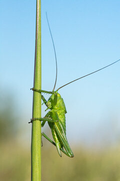 green grasshopper sitting on the grass