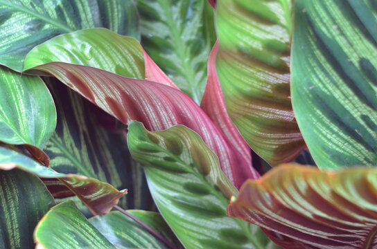 beautiful red green leaves in the botanical garden