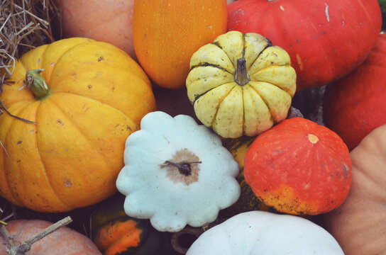 white, orange, yellow pumpkins in the garden