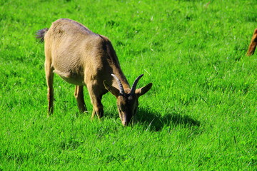 Ziege auf der Weide