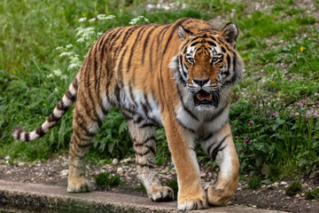 Fototapeta na wymiar relentless tiger in the zoo walking up and down 