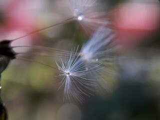 dandelion seeds and raindrops