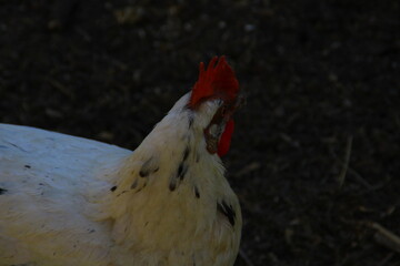 Henne schaut neugierig