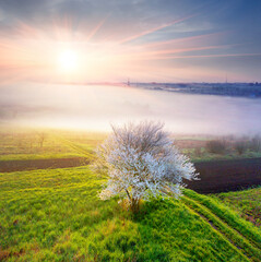 Obraz na płótnie Canvas Aerial drone photo of flowering fields