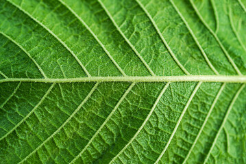 Obraz premium Texture of green leaf with veins in close-up shot