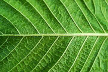 Texture of green leaf with veins in close-up shot