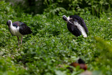 black crowned crane