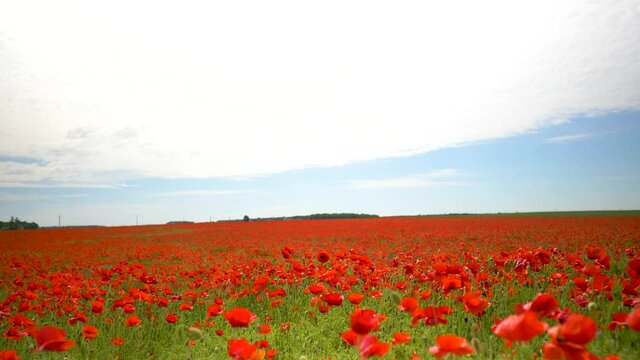 Wide view on a field of red poppies moving with the blast of the wind - video in slowmotion x2 - nature and plant video background - landscape