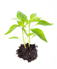 Seedling of chili peppers with a root cover and soil. Isolated on white background
