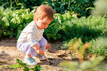 Cute toddler girl learns to weed the soil with a toy hoe. In the background, there are lettuce beds. The concept of gardening