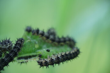 Raupen von Schmetterlingen an Brennnessel Pflanzen im Detail, Tagpfauenauge, Aglais io