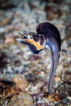 Chaenopsidae Bilder Durchsuchen 55 Archivfotos, und