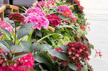 red hydrangea flowers in the garden