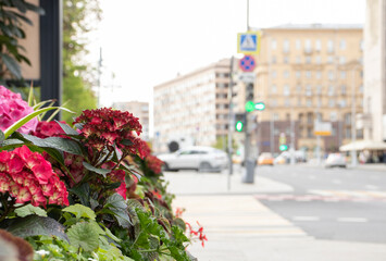 city street with flower beds