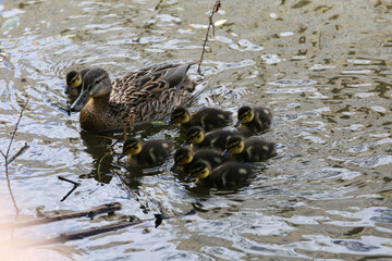 A mother duck with her four ducklings in the water.