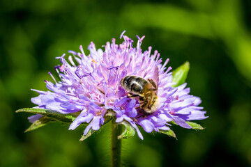 Makro Blume mit Biene