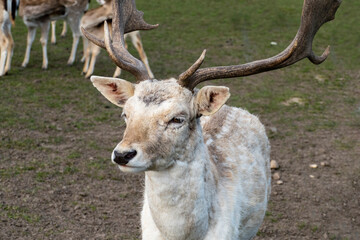 Damwild Hirsch mit Schaufelgeweih auf einer Wiese
