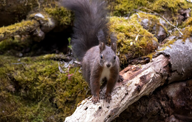 eichhörnchen, tier, säugetier, natur, wild lebende tiere, nager,