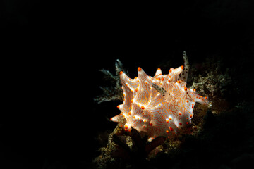 HALGERDA BATANGAS NUDIBRANCH