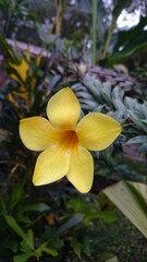 Flor amarilla en el bosque del oriente ecuatoriano