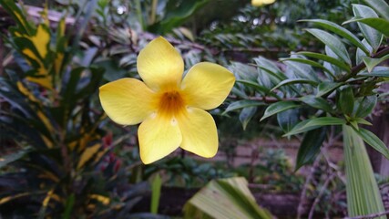 Fototapeta na wymiar Flor amarilla en medio del bosque