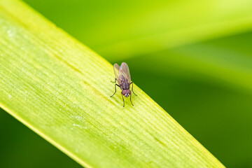 Naklejka premium A fly standing on a leaf in the garden 
