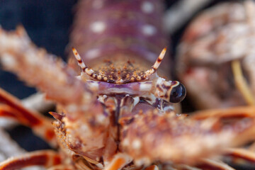 blue crab on a market stall, close-up of a lobster on a table 