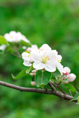 Blooming apple tree in springtime on a blurred background close-up. Selective focus.