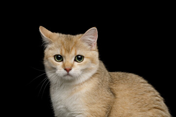 Portrait of Sad British breed Cat red color on Isolated Black Background