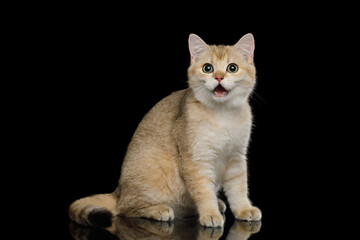 Funny British breed cat sitting in surprise with its mouth open on an isolated black background